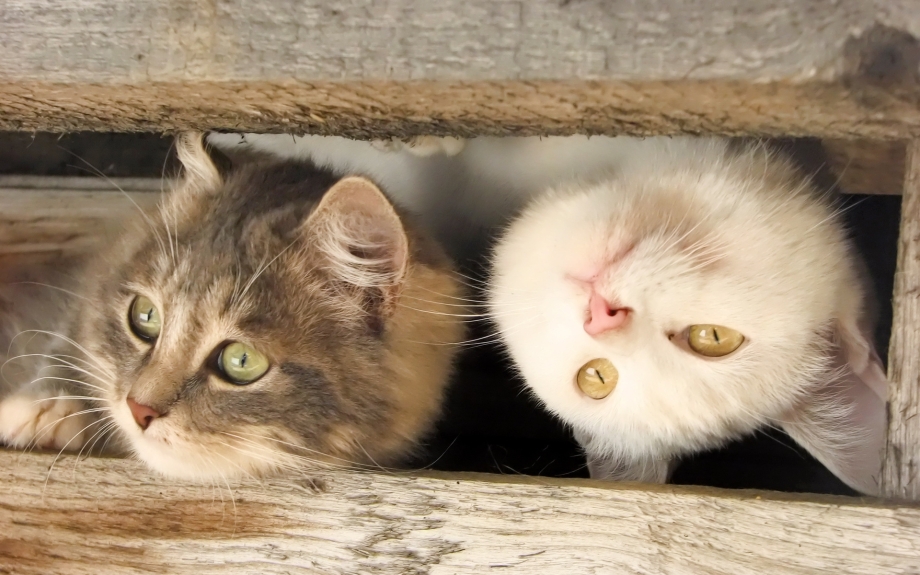 Котики картинки