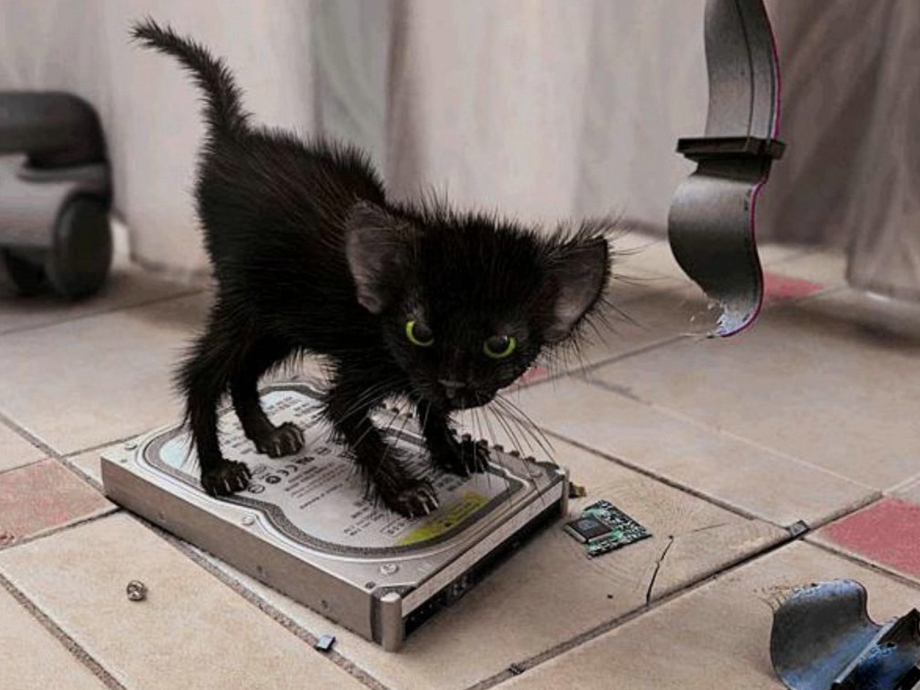 Злой черный котенок