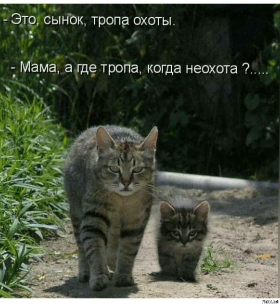 Котята с надписями