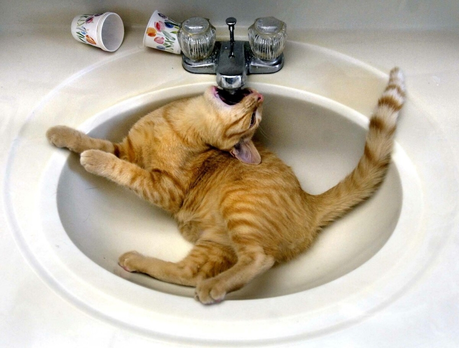 Кот прикол