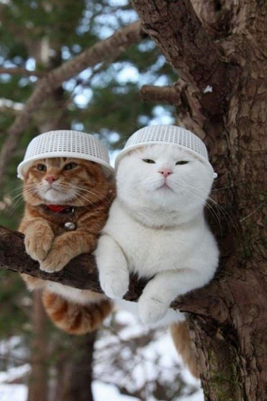 Позитивные котики