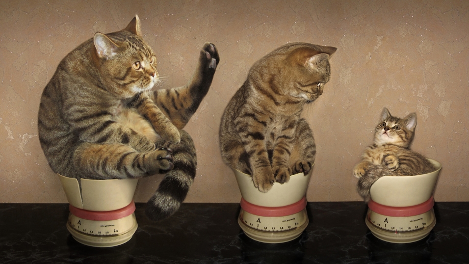 Котики юмор