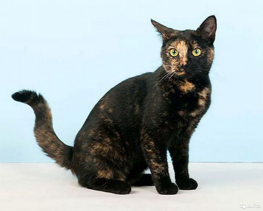 Tortoiseshell Cat порода
