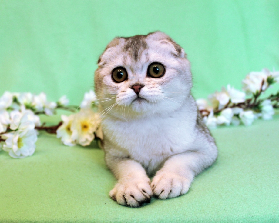 Вислоухий кот с большими глазами