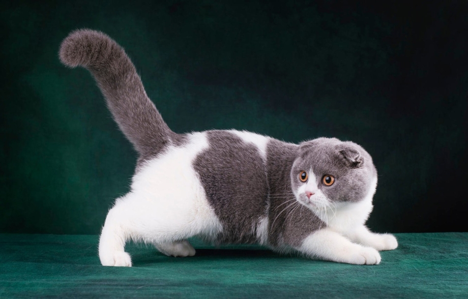 Шотландский вислоухий котенок серый