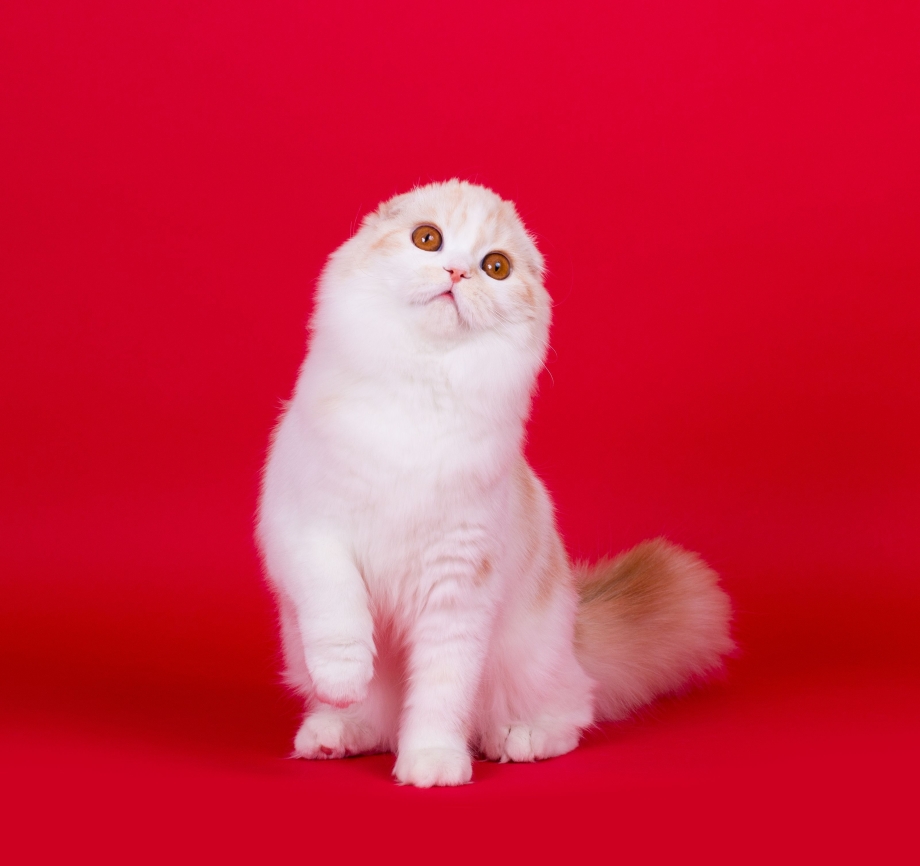 Скоттиш фолд Манчкин