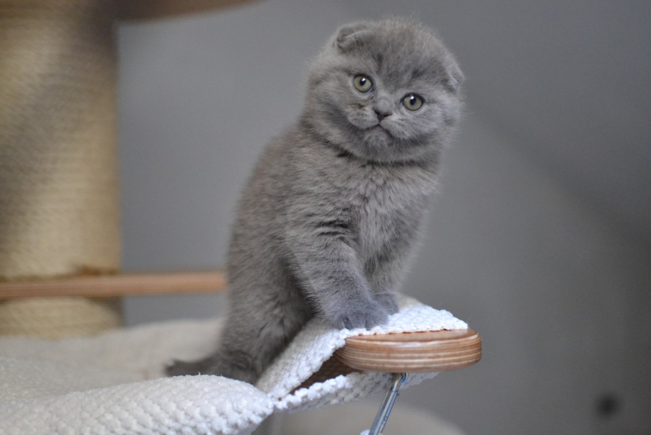 Шотландские вислоухие котята
