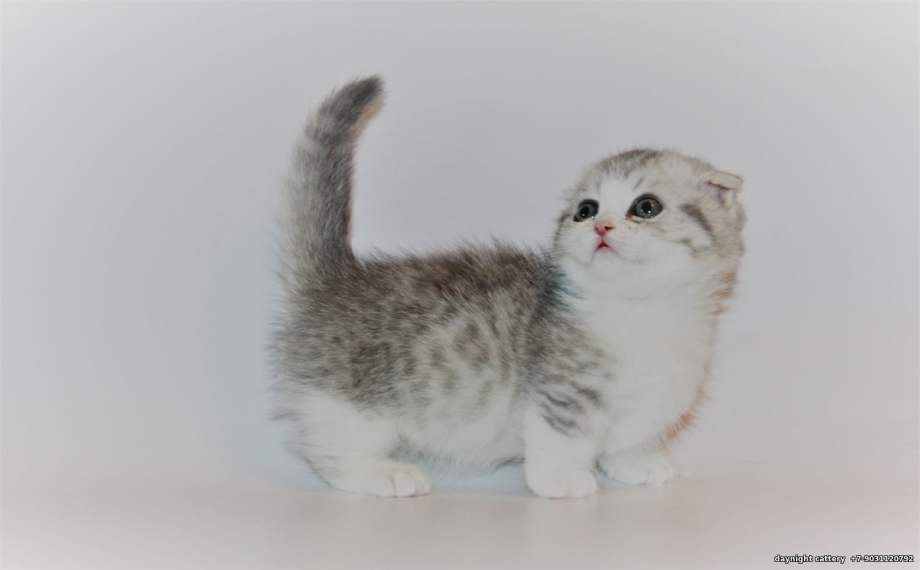 Скоттиш фолд Манчкин