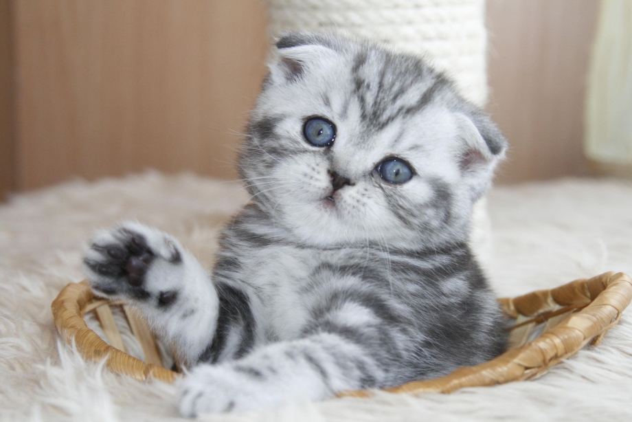 Ирландский вислоухий кот