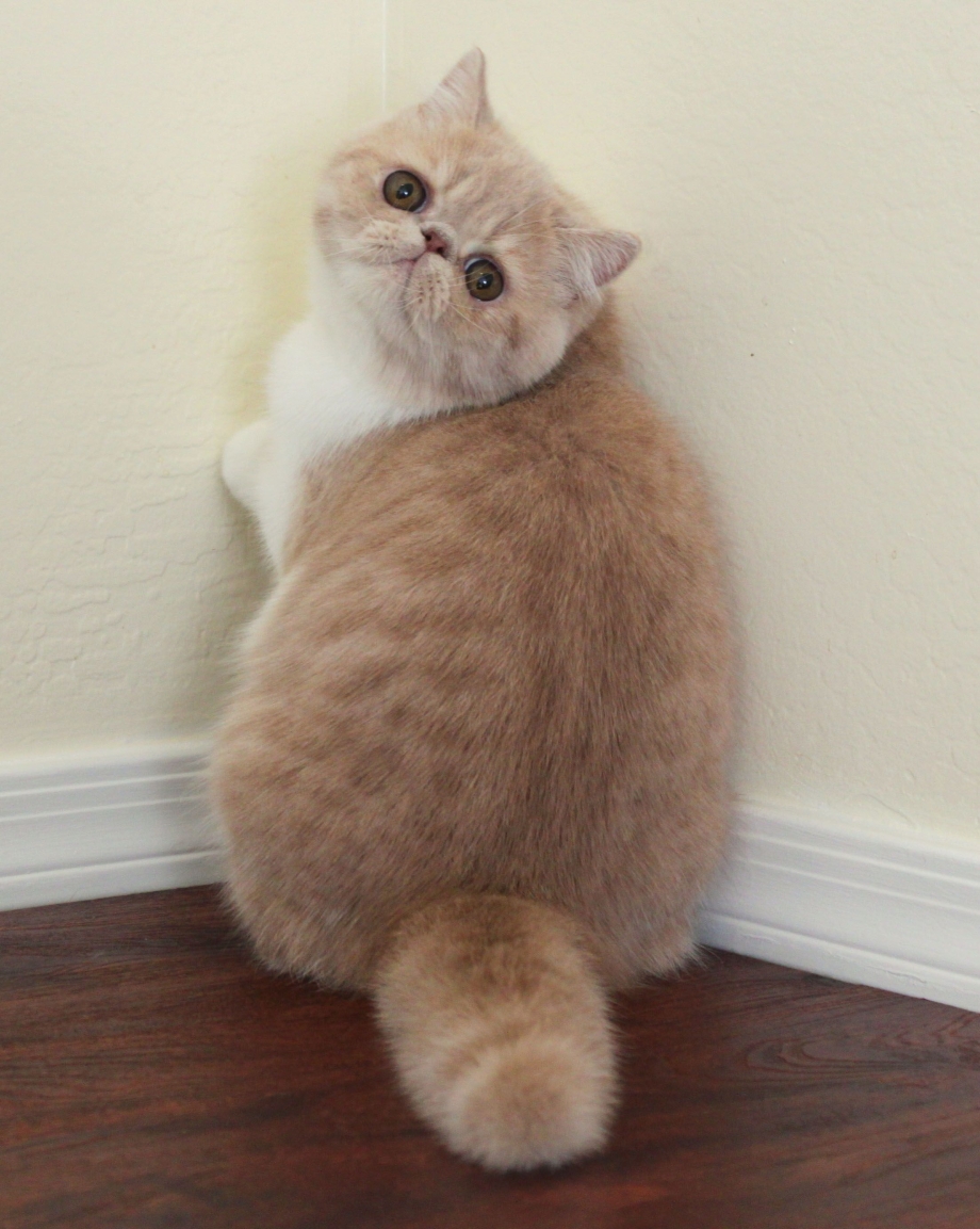 Шотландская вислоухая кошка