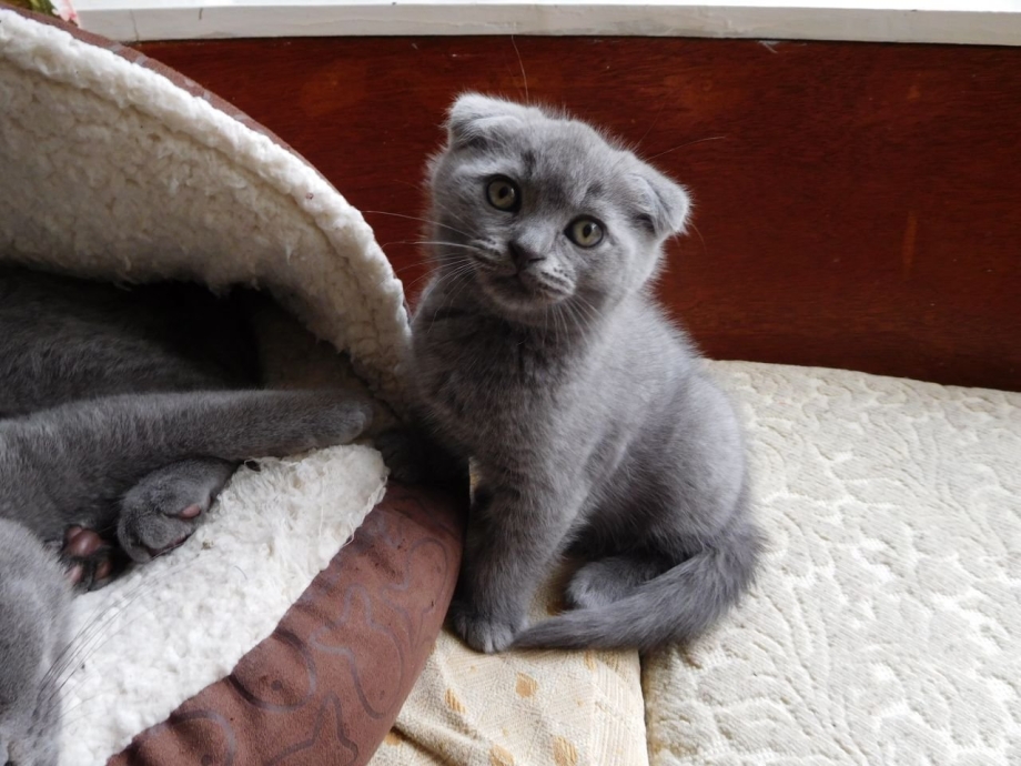 Милые кошки скоттиш-фолд