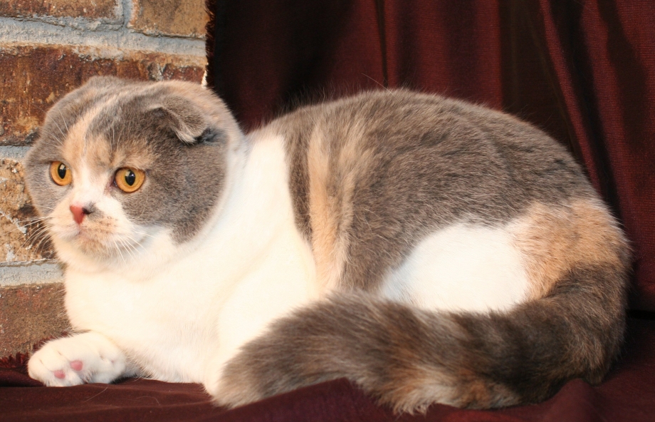 Шотландская вислоухая кошка маленький