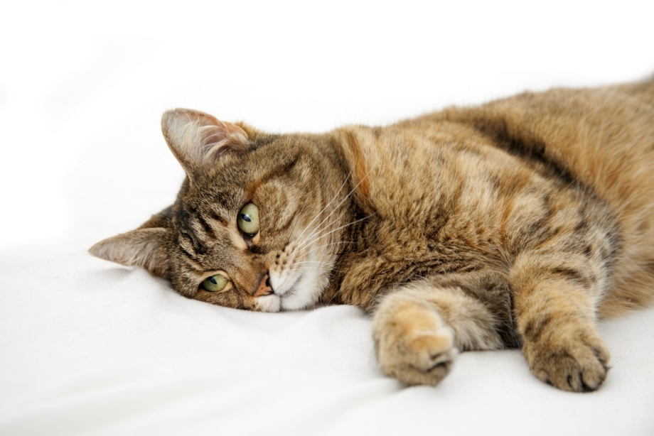 Лежачий кот