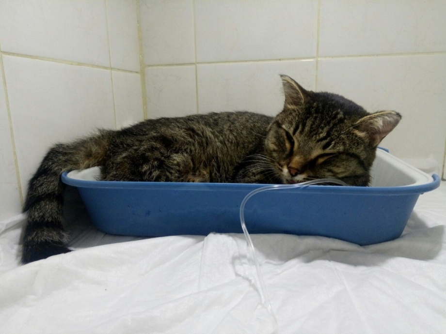 Кот в повязке