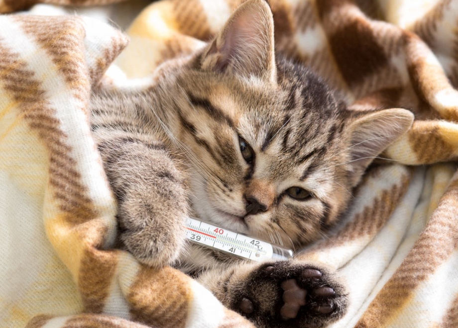 Котенок болеет