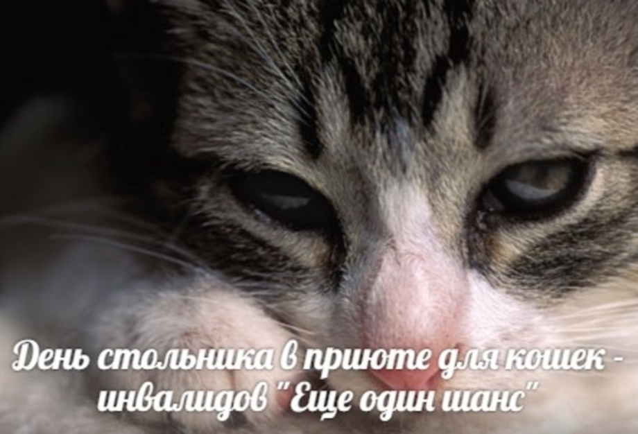 Котенок болеет