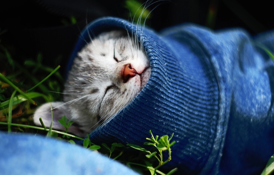 Котик спит