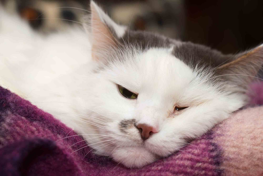Котик простыл