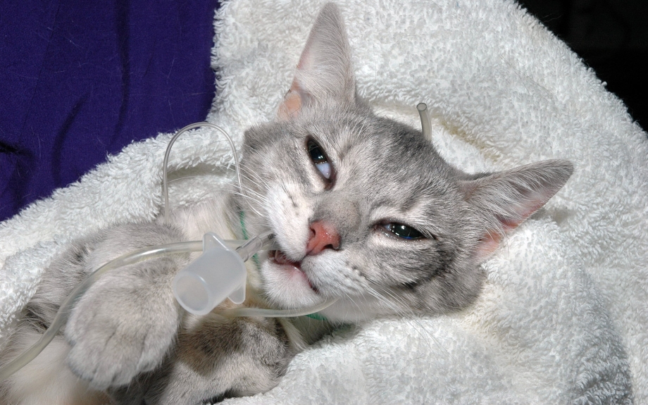 Котенок болеет