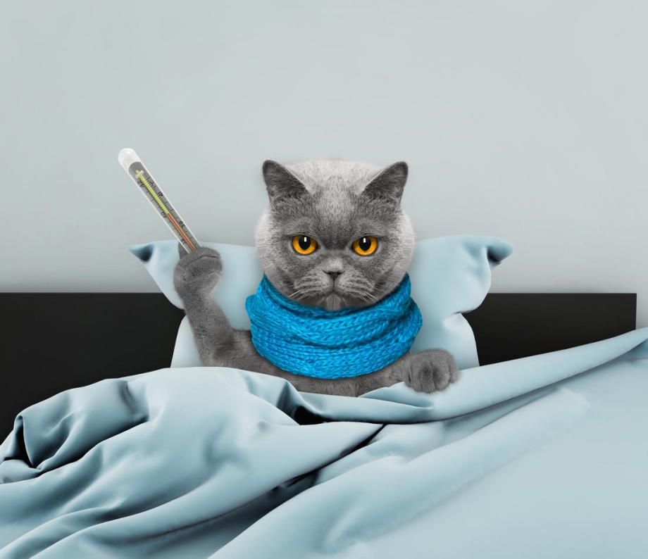 Кот с градусником
