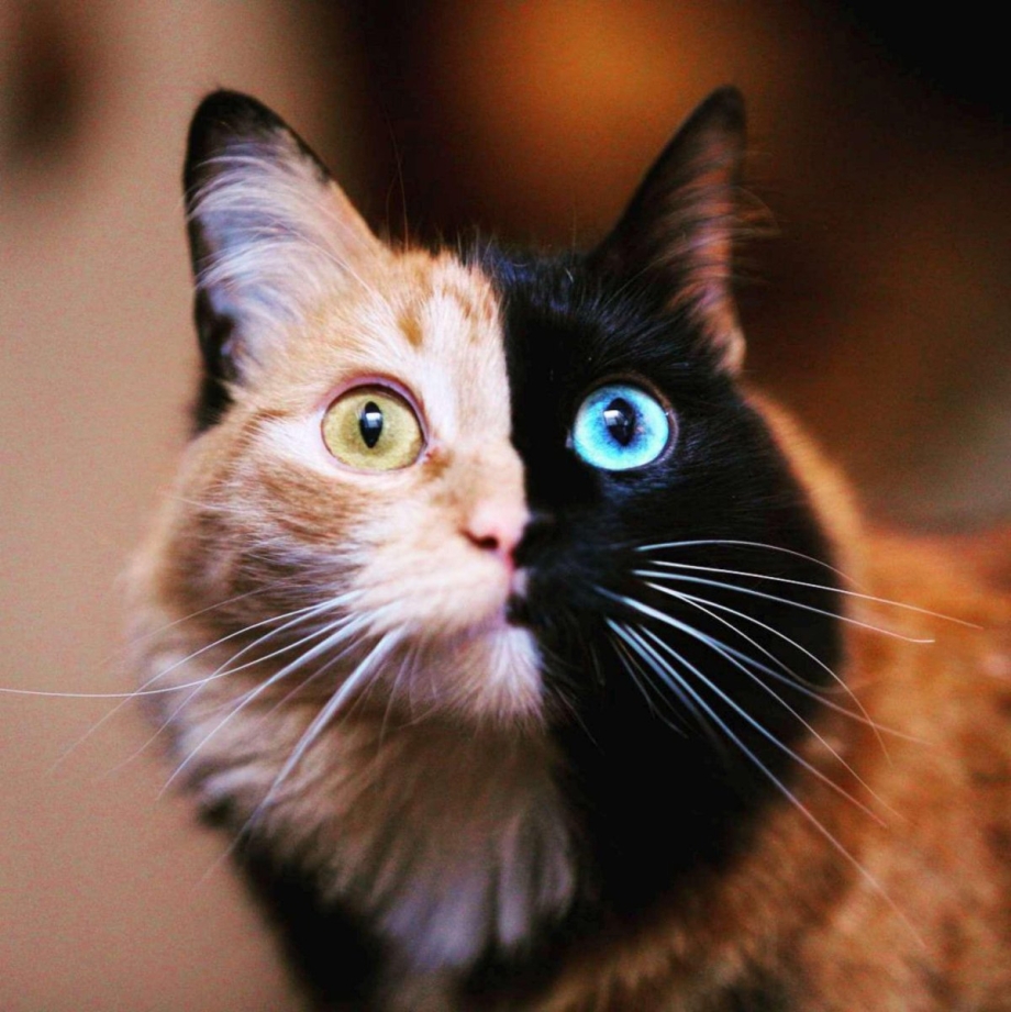 Кошка Венера Химера