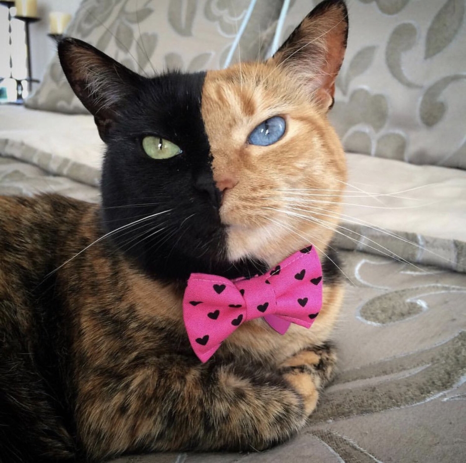 Кошка Венера Химера