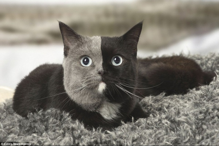 Двуликая кошка Нарния