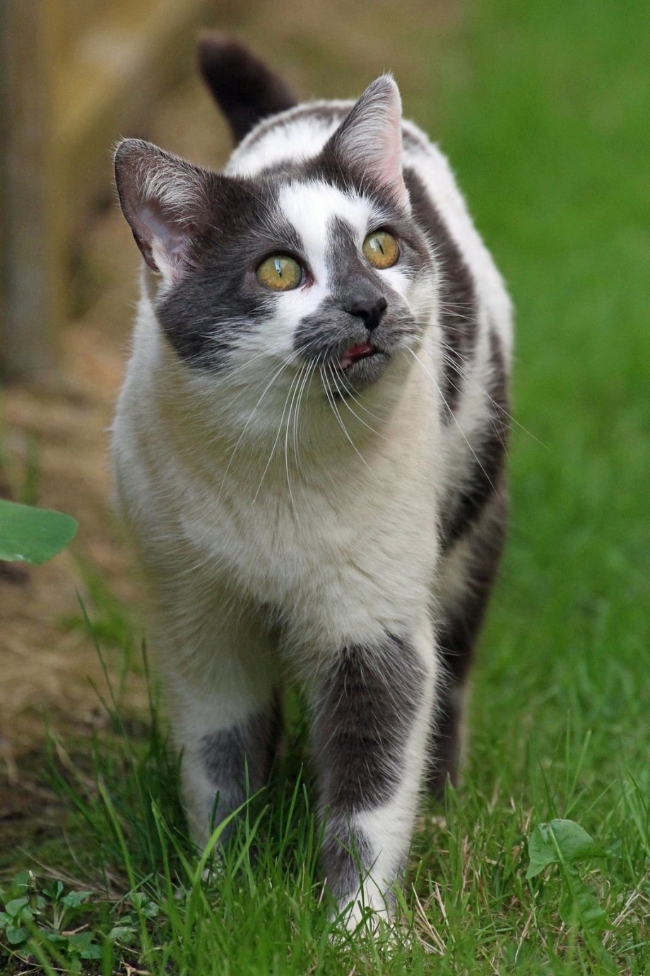 Котята двухцветные