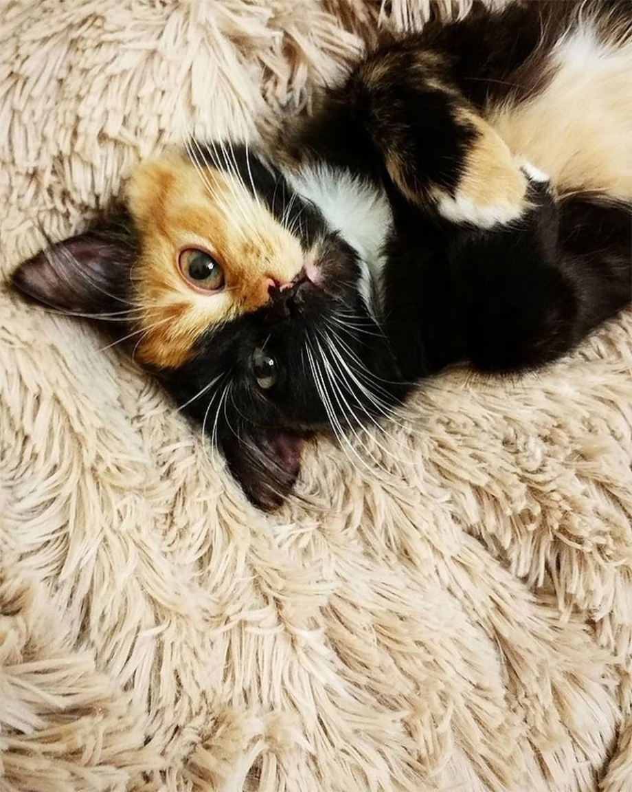 Двуликая кошка Яна