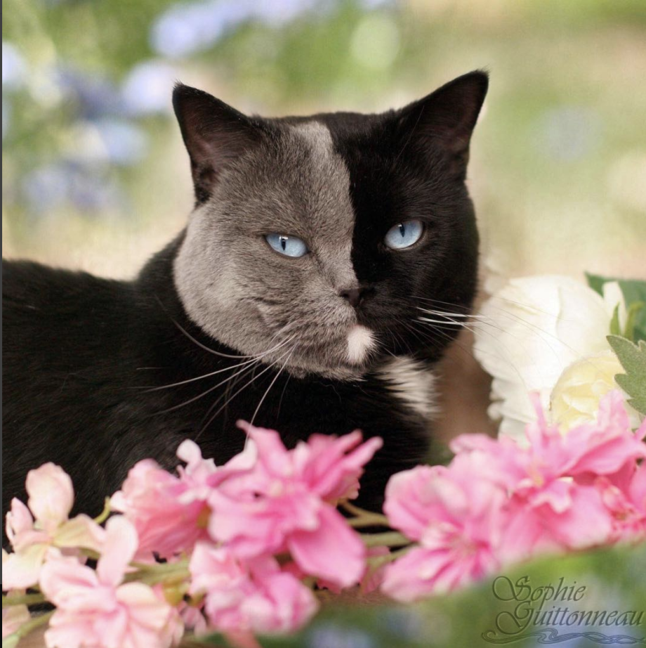 Кот Химера Нарния котята