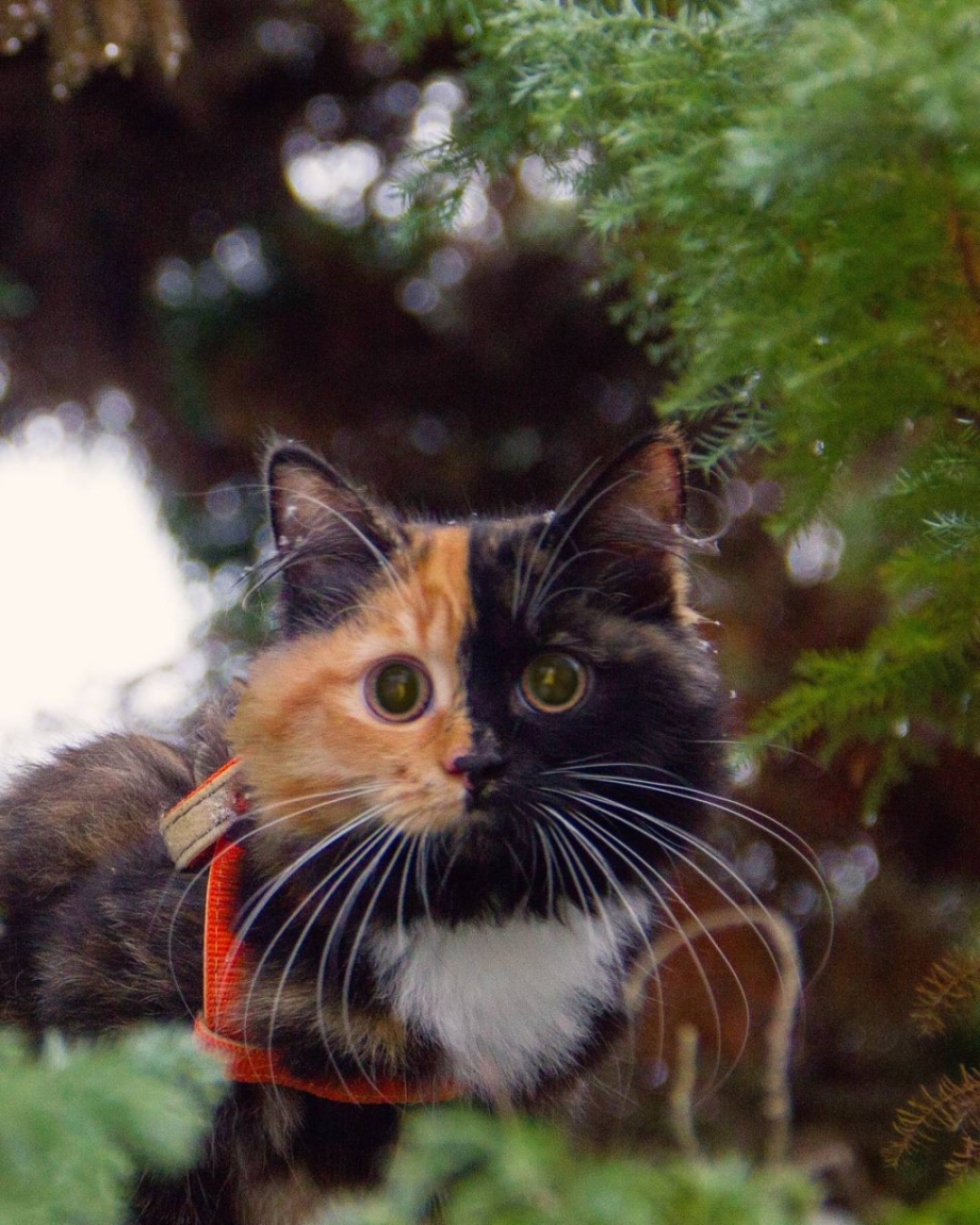 Двуликая кошка Яна