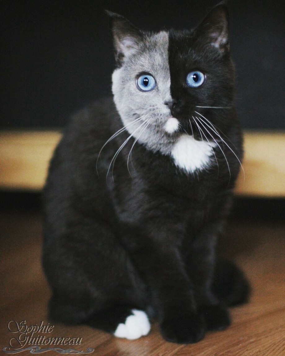 Кошка Венера Химера