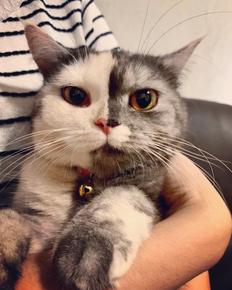 Двуликая кошка Химера