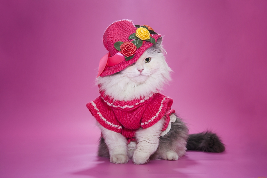 Нарядная кошка
