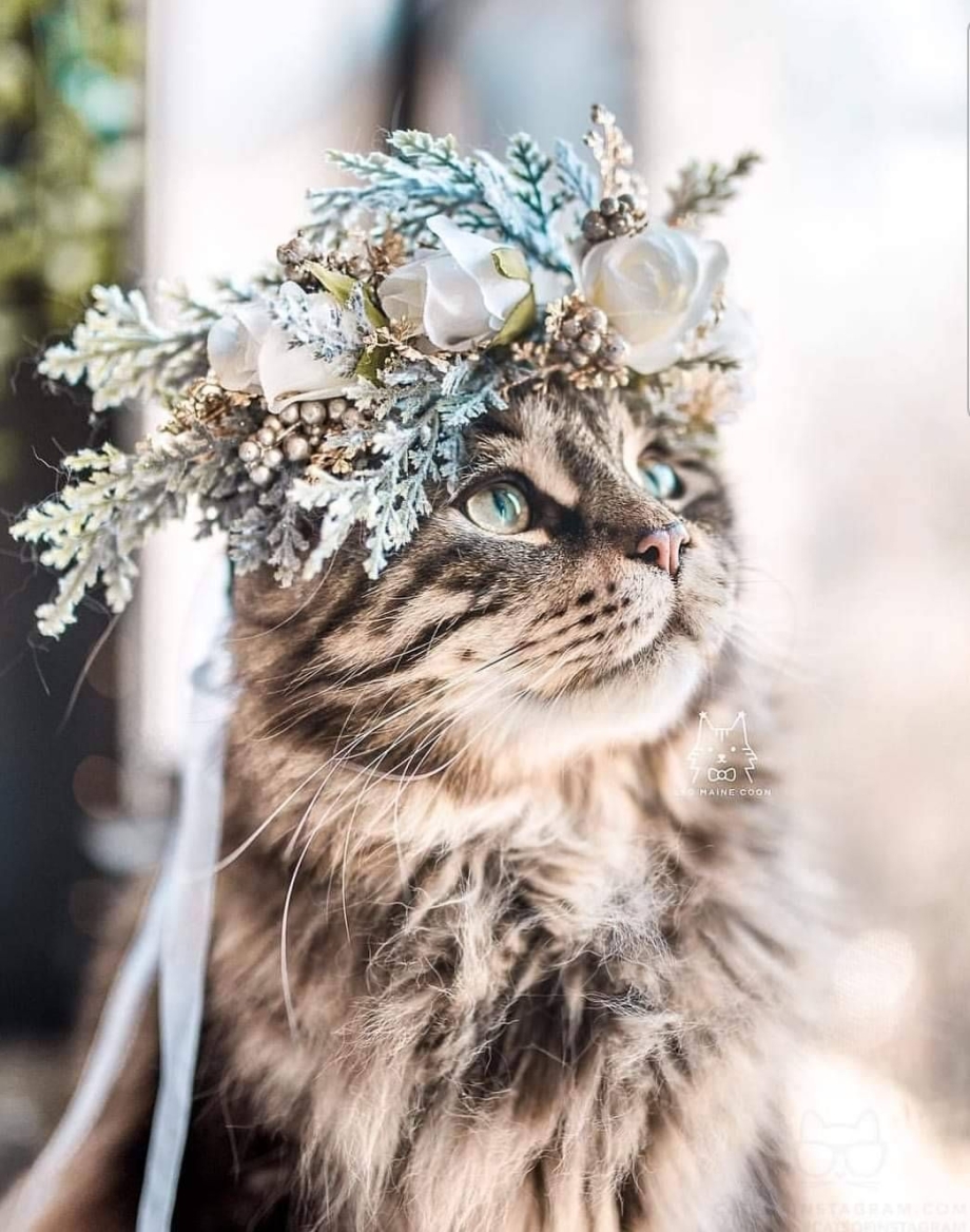 Элегантная кошка