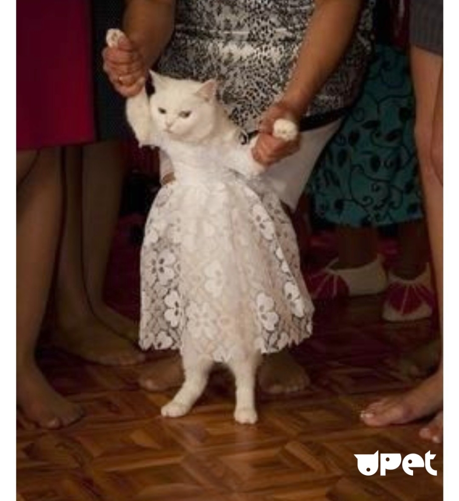 Свадебный наряд для кота