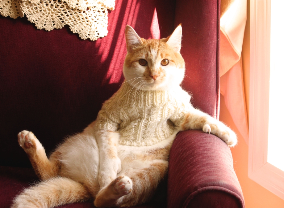 Котик в свитере
