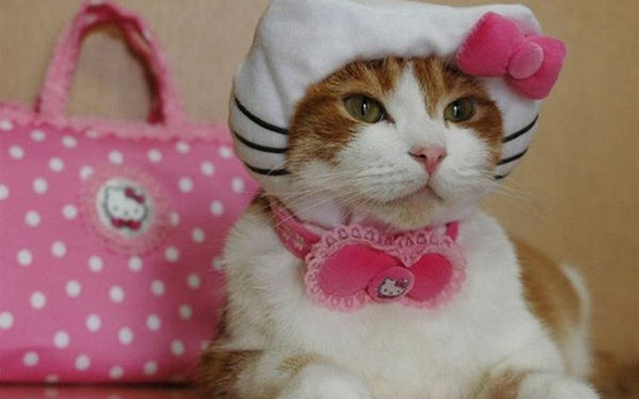 Милая кошечка в платье