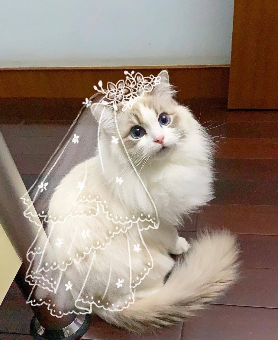Кошка в свадебном платье