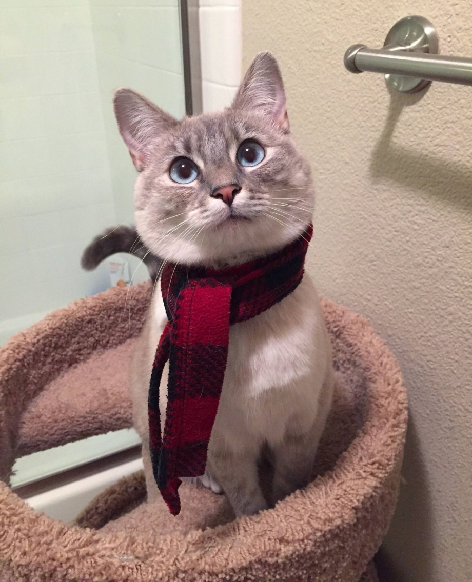 Элегантная кошечка