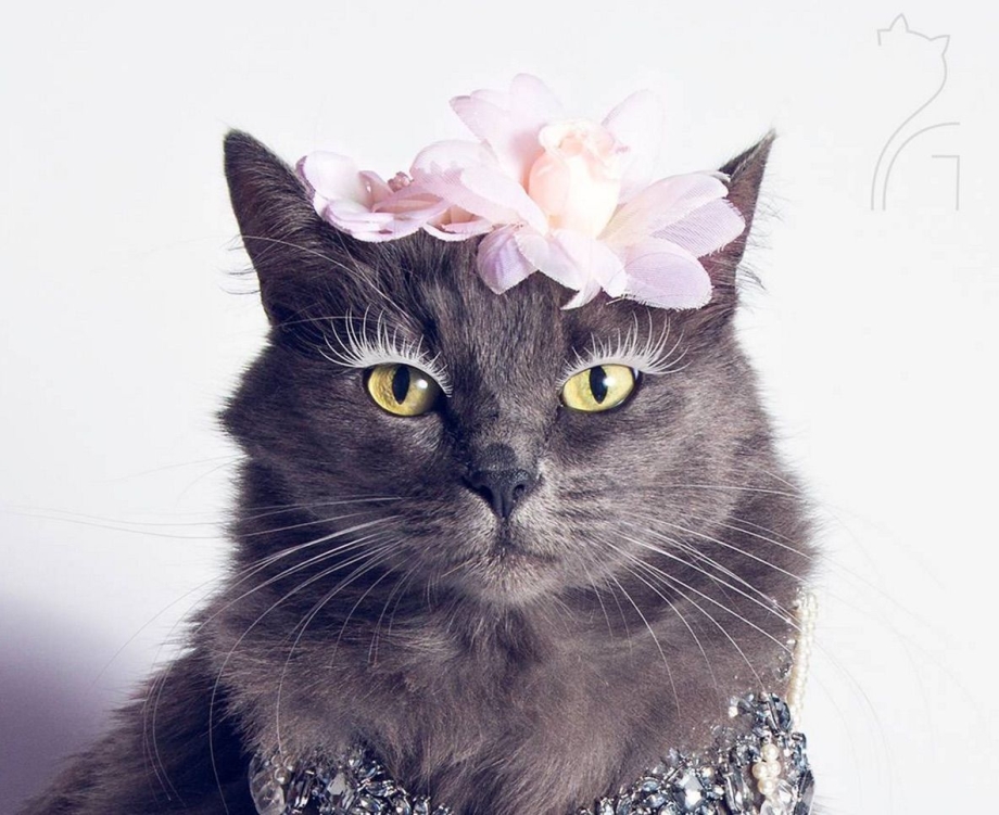 Элегантная кошка