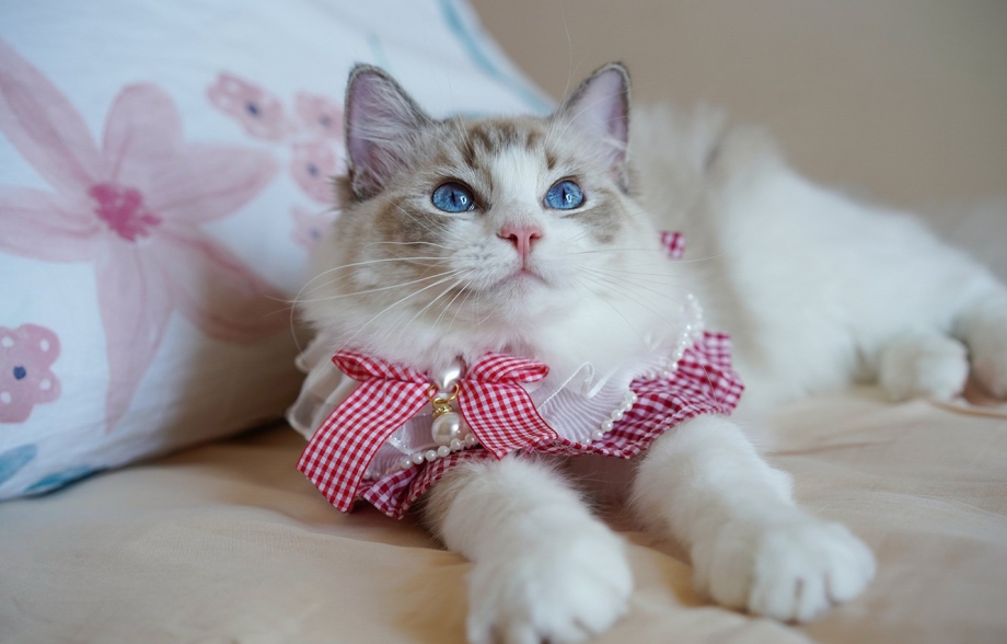 Кошка с бантиком