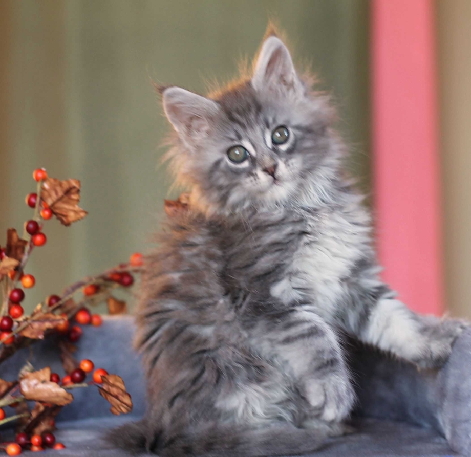 Котята метисы Мейн куна