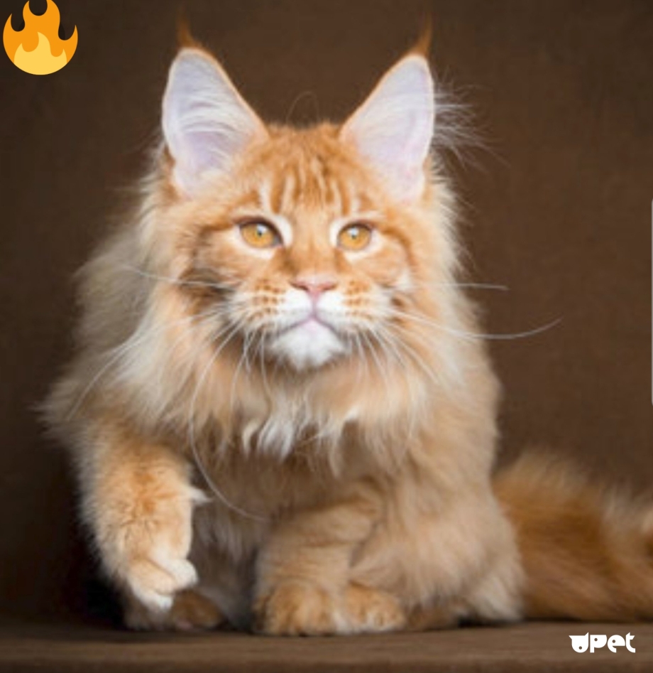 Кот Мейн кун