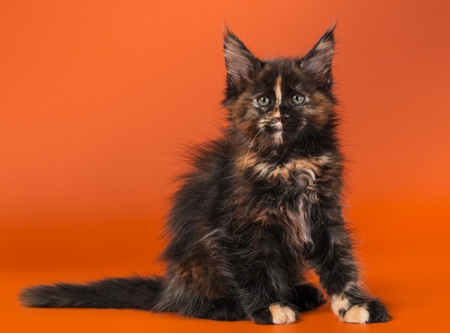 Котята Мейн кун