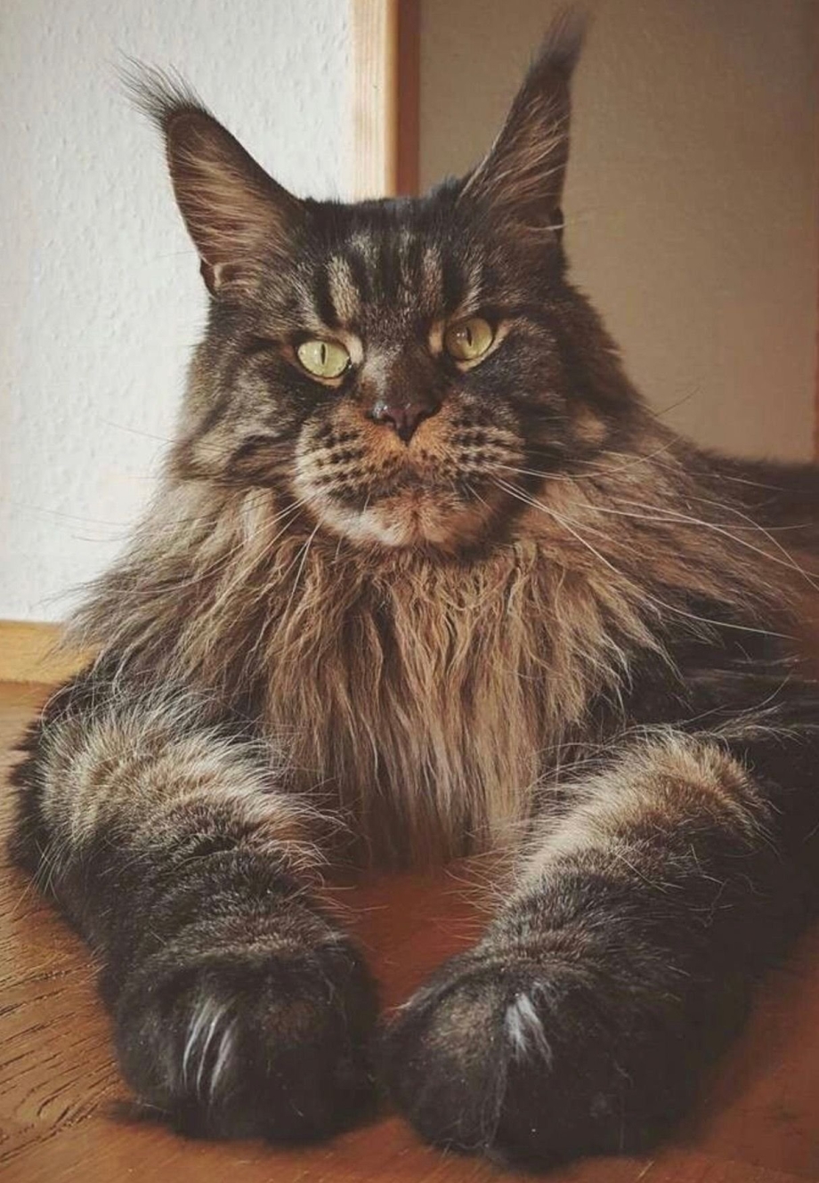 Кот Мейн кун