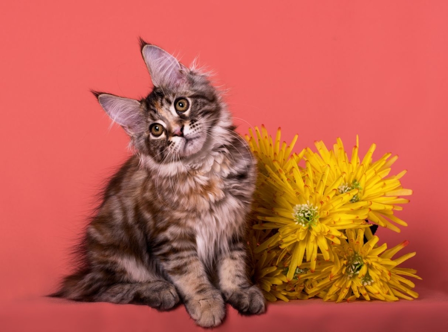 Кот Мейн кун