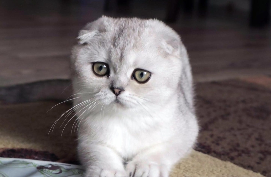Шотландская вислоухая кошка рыжая фото