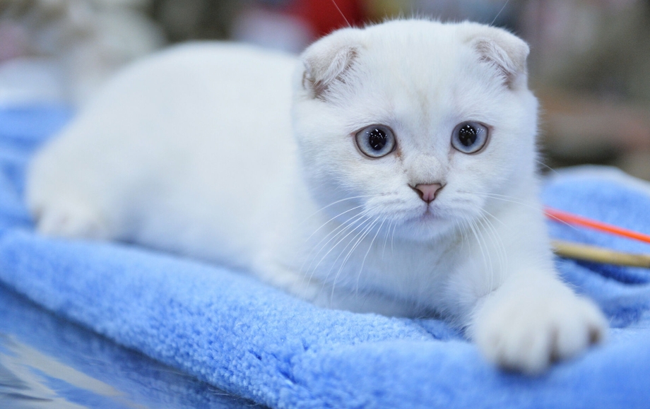 Вислоухая кошка