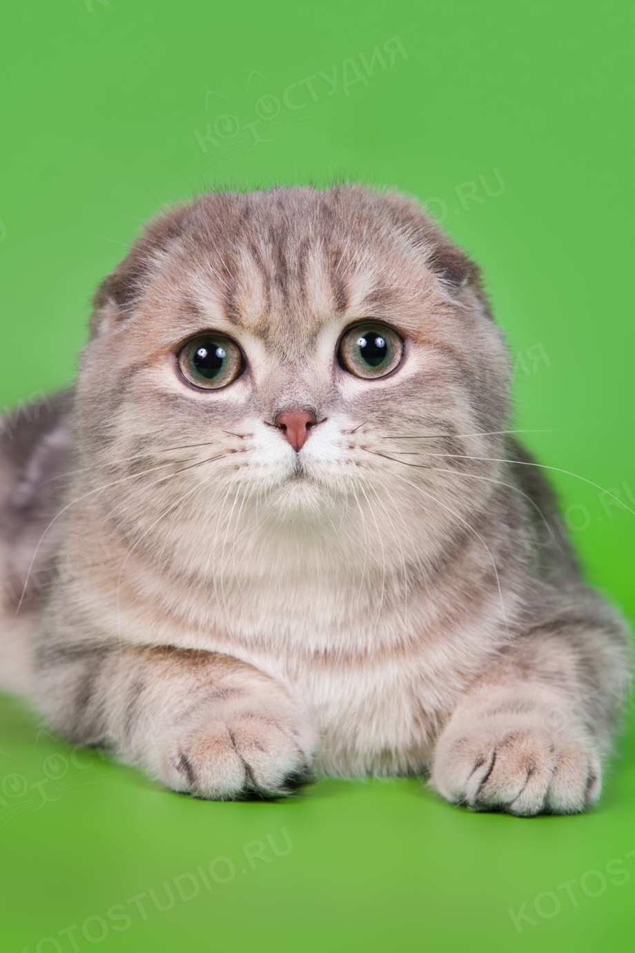 Шотландская вислоухая кошка Соня